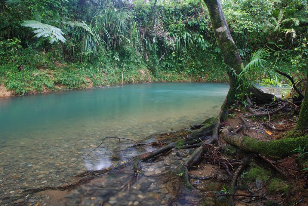 Heritage Lodge In The Daintree Cape Tribulation Kültér fotó